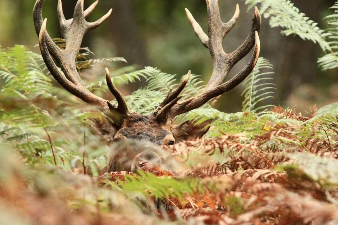 Вилла La Chouette Au Bouleau Hargnies Экстерьер фото